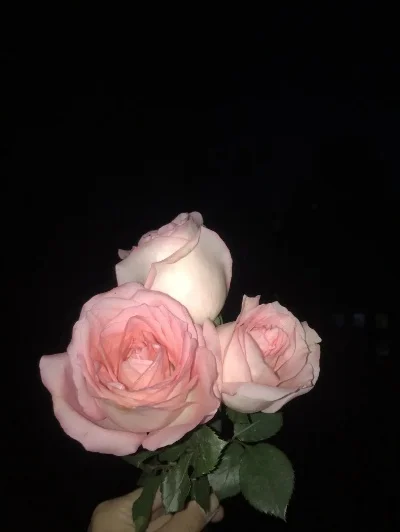 在夜深人静的时候想起他　在夜深人静的时候想起他 送的那些花