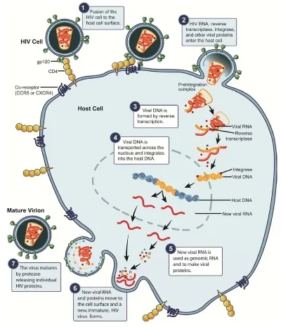 hiv最新研究进展-艾滋病研究取得新突破
