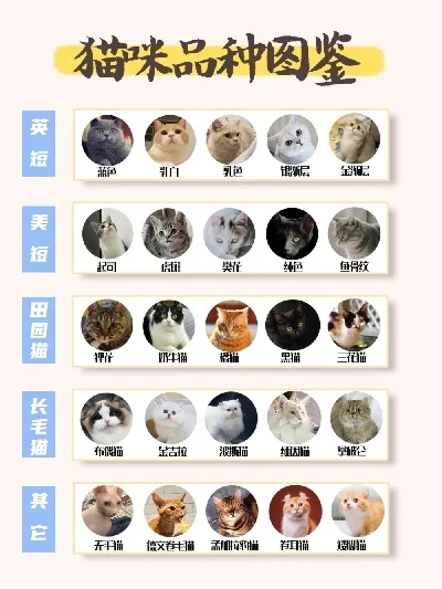 宠物猫的品种大全排行-猫咪品种大全排行