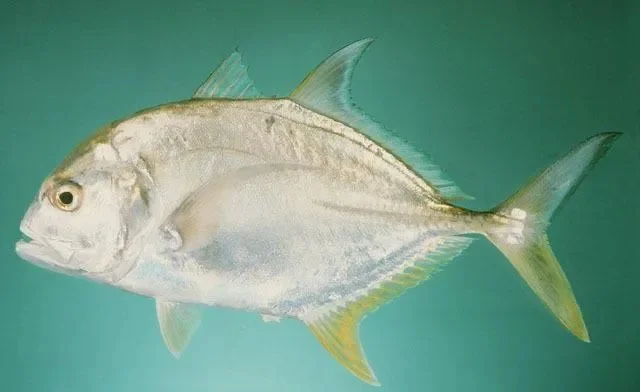 100种海洋鱼类名称大全-鱼类名称大全