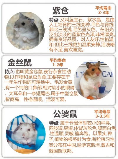 仓鼠游戏最火排行榜-仓鼠游戏排行榜