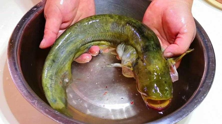 刺须鲶鱼食谱哪里有-刺须鲶鱼食谱攻略