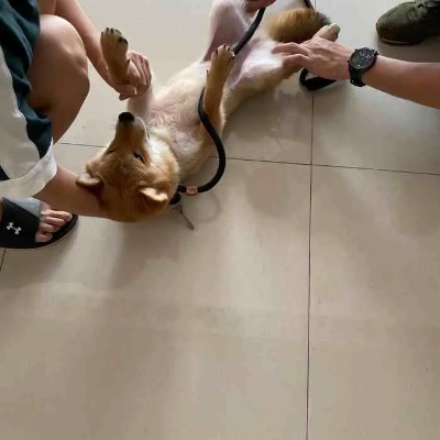 第一次养宠物该去阿猫阿狗宠物店吗？
